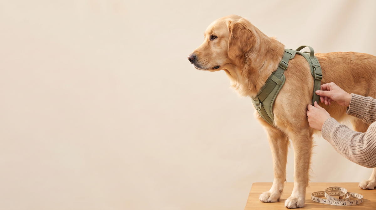 Perro con arnés acolchado bien ajustado mientras se mide el contorno del pecho